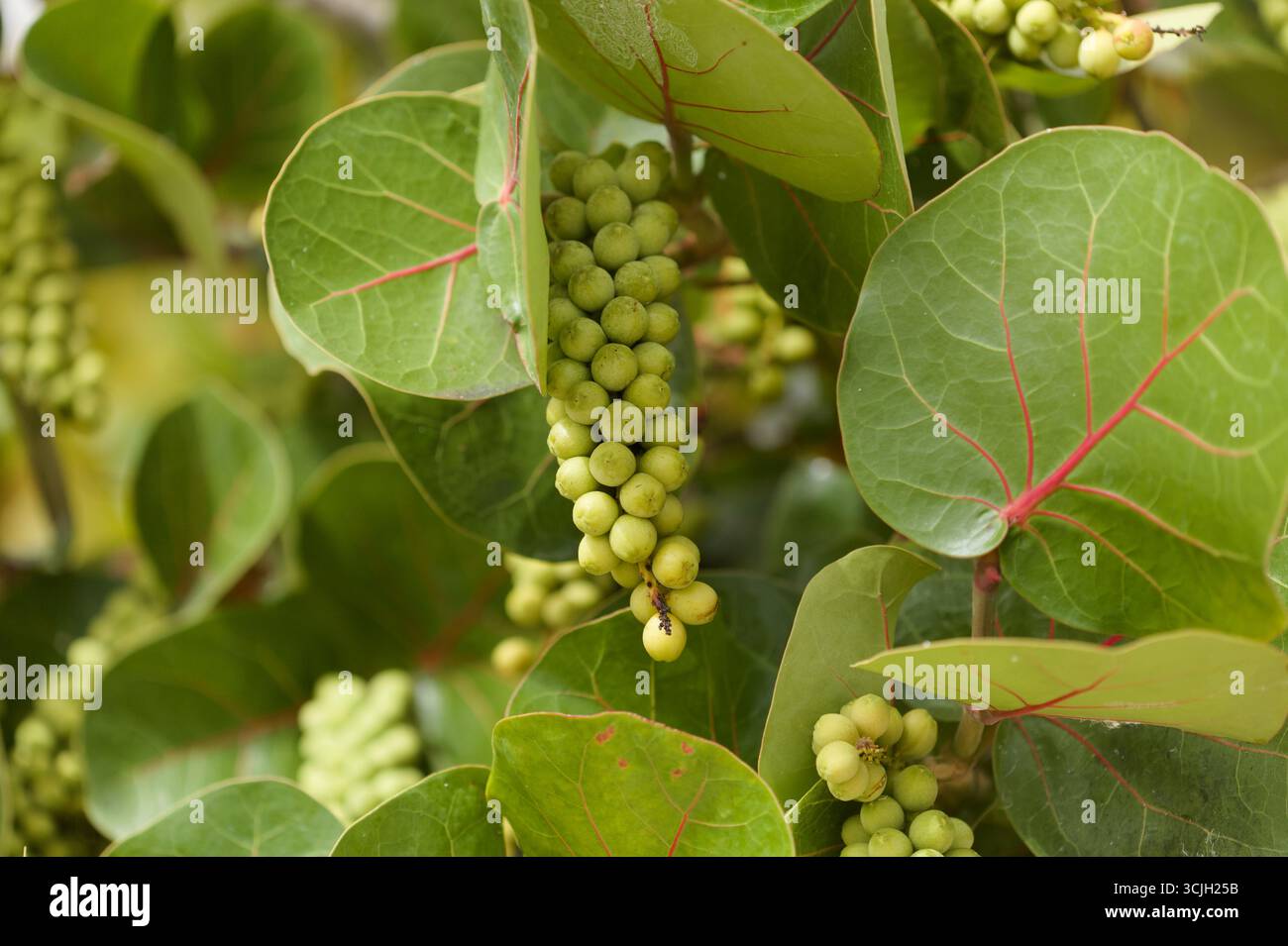 Frucht von Coccoloba uvifera seagrape, natürlicher Makro-floraler Hintergrund Stockfoto