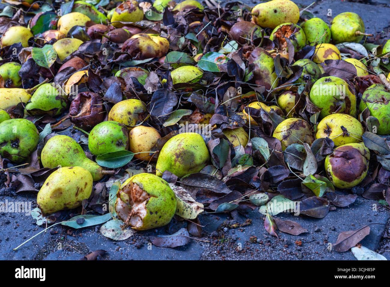 Verfaulte Birnen und feuchte braune Blätter Stockfoto