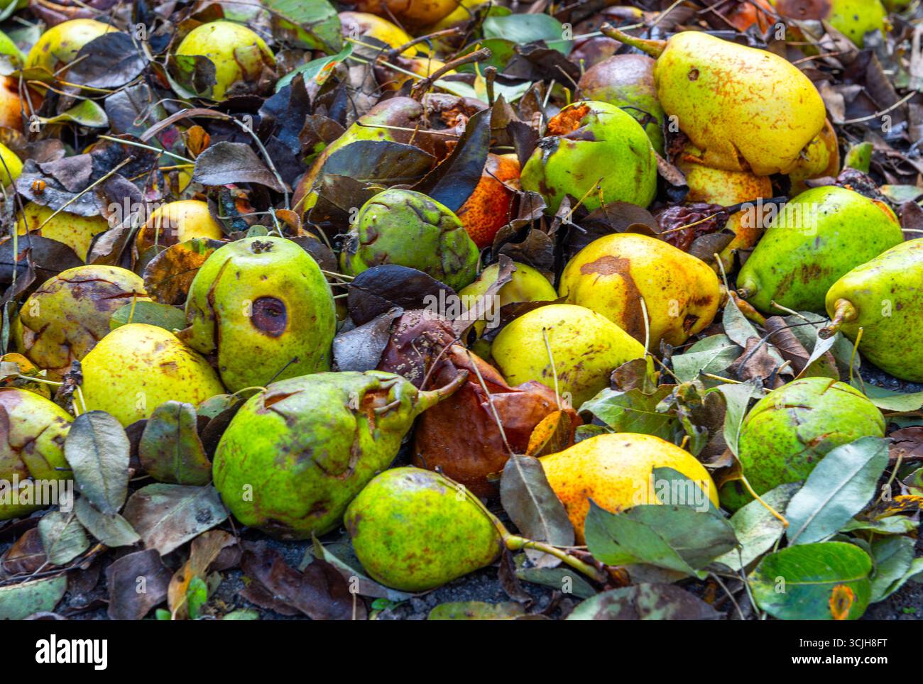 Verfaulte Birnen und feuchte braune Blätter Stockfoto
