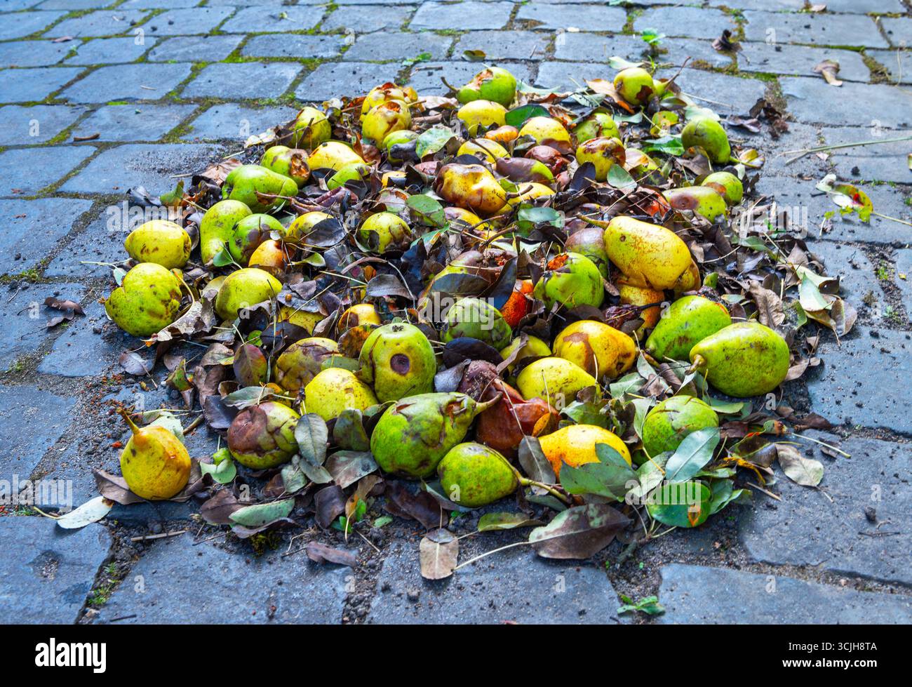 Verfaulte Birnen und feuchte braune Blätter Stockfoto