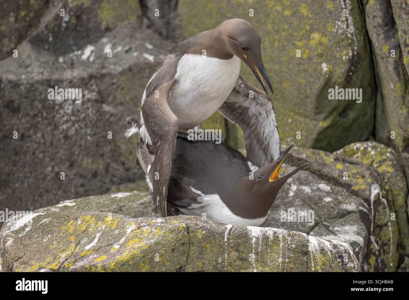Gewöhnliche Guillemots, Paarung auf einem Felsen, Nahaufnahme Stockfoto