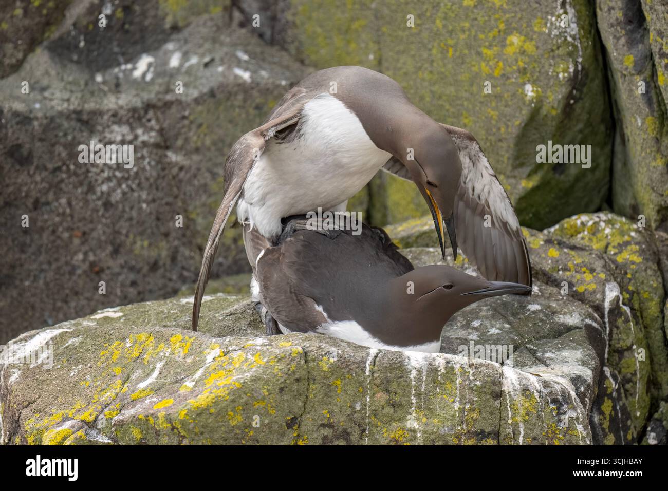 Gewöhnliche Guillemots, Paarung auf einem Felsen, Nahaufnahme Stockfoto
