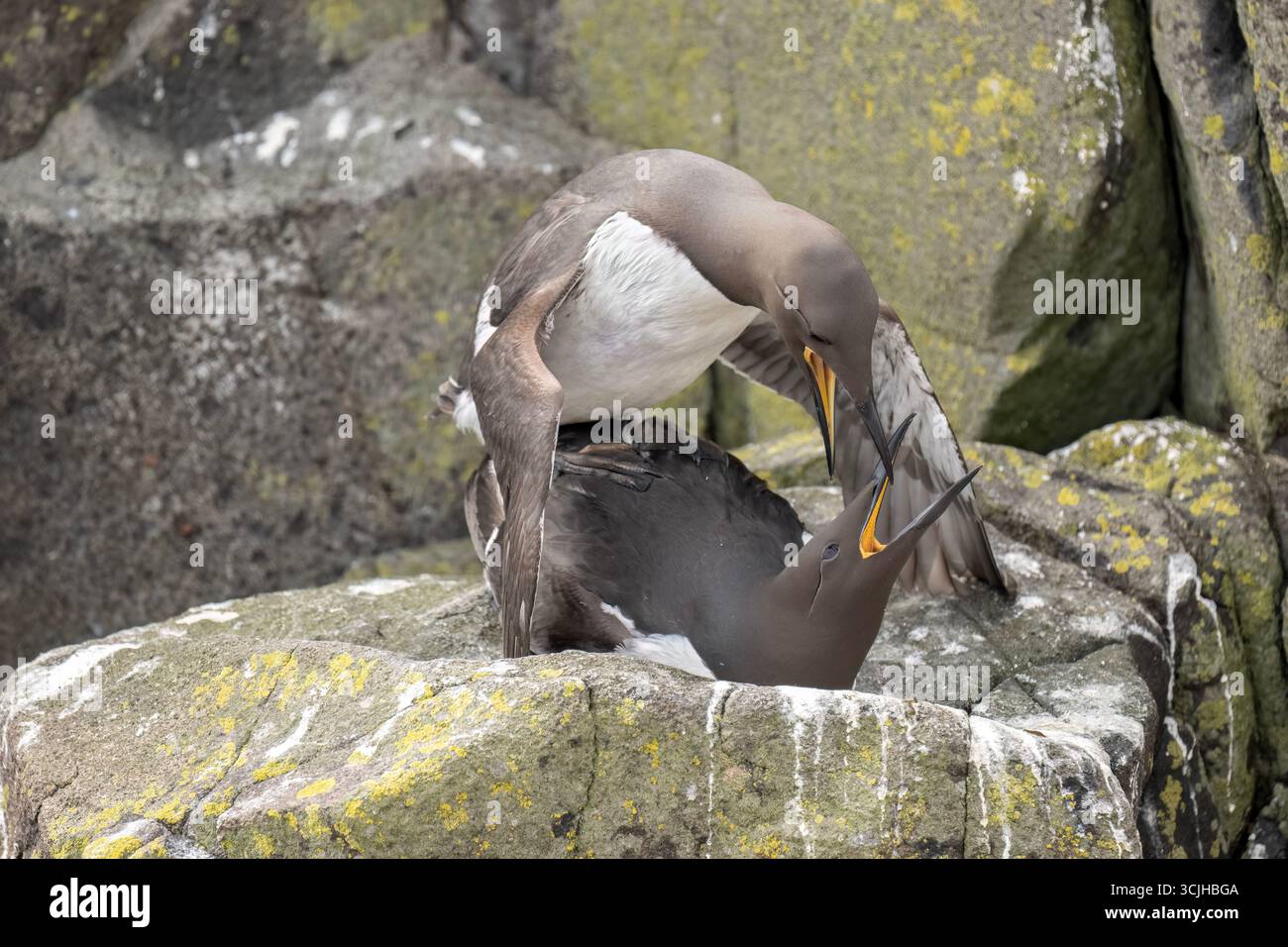 Gewöhnliche Guillemots, Paarung auf einem Felsen, Nahaufnahme Stockfoto