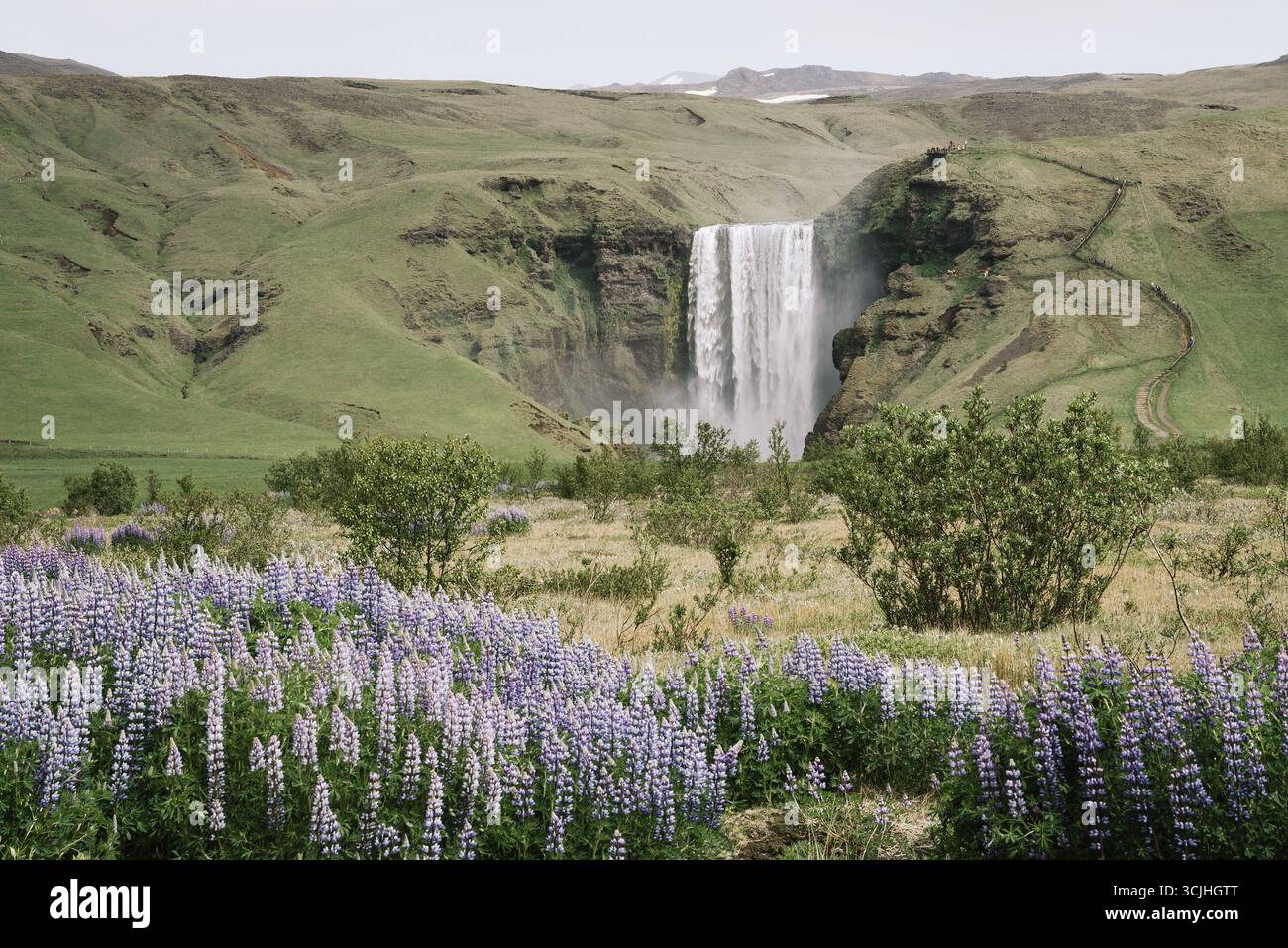 Der Skogafoss-Wasserfall kaskadiert hinter einem Tal voller blühender Lupinen-Blumen in der isländischen Sommerlandschaft Stockfoto