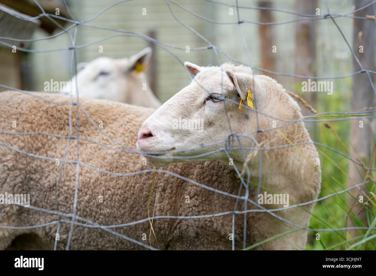 Nahaufnahme eines weißen Schafes (Ovis aries) in einem Stall. Porträt eines geschorenen Hausschafes (Ovis aries). Stockfoto