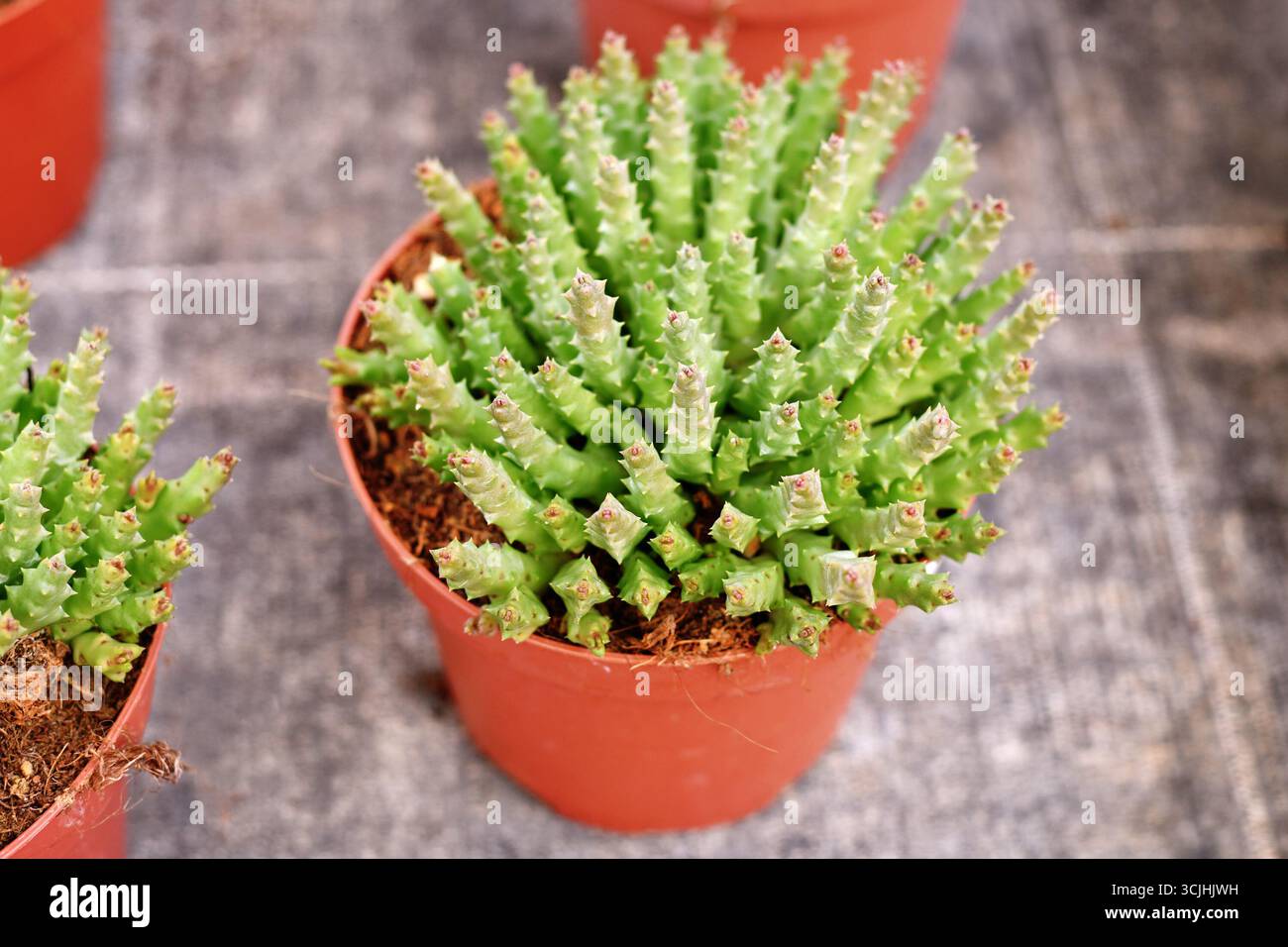 Kleine "Stapelia Desmetiana"-Zimmerpflanze mit kaktähnlichen Zahnstämmen im Blumentopf. Auch „Orbea variegata“ genannt Stockfoto