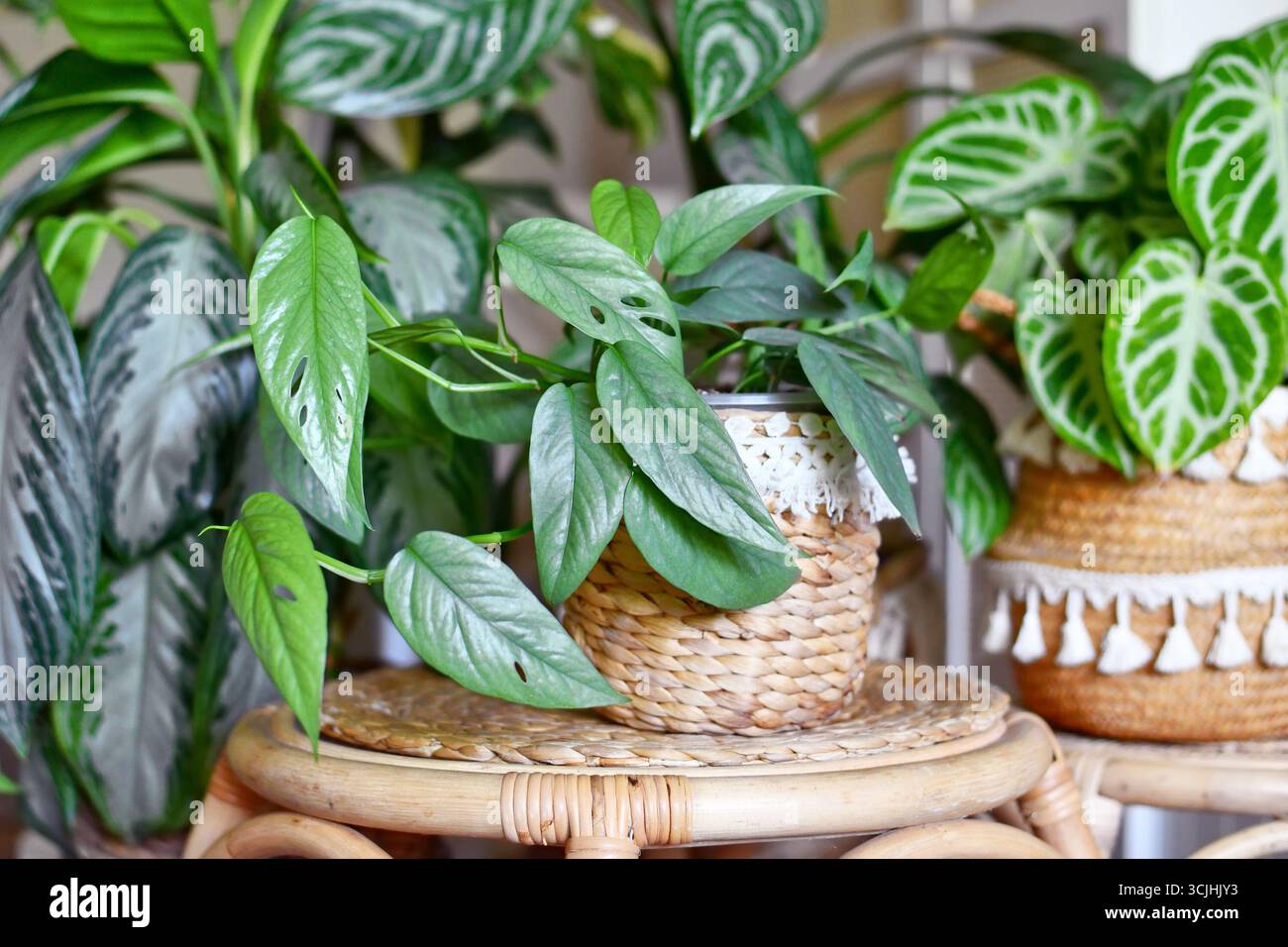 Zimmerpflanzen - Aronstabgewchse. Tausendfler Tongavine (Efeutute  Pinnatum Stockfotografie - Alamy