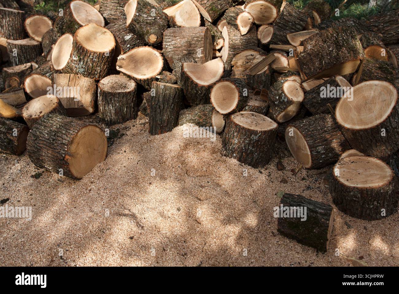 Viele geschnittene Baumstämme stapeln sich auf dem Boden, umgeben von Gras und Sägemehl. Baumstämme variieren in Größe und Form und zeigen die natürliche Textur des Holzes Stockfoto