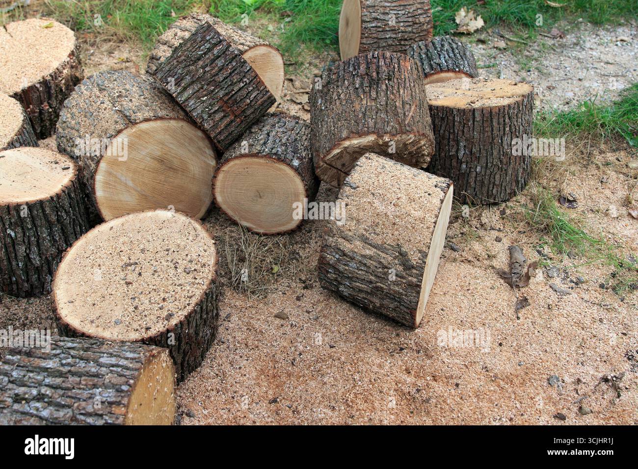 Schneiden Sie Baumstämme auf dem Boden, umgeben von Gras und Sägemehl. Baumstämme variieren in Größe und Form und zeigen die natürliche Textur des Holzes Stockfoto