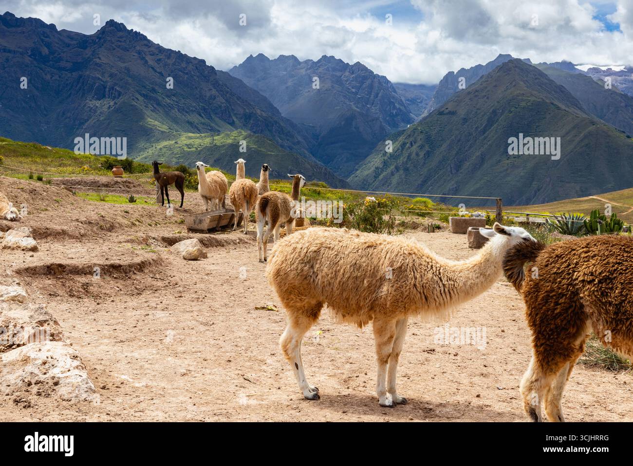 Neben der Straße nach Salineras de Maras, Maras, Cusco Region, Peru, ruht eine Lamaherde Stockfoto