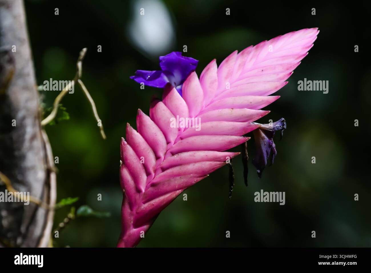 Nahaufnahme einer markanten rosafarbenen Tillandsia cyanea, auch bekannt als pinke Feder, mit kleinen lila Blüten aus ihrer federähnlichen Hülle Stockfoto