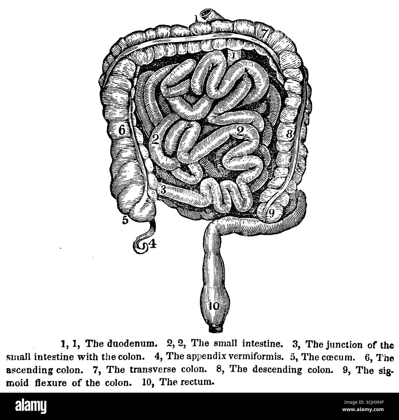 Anatomie der Verdauungsorgane mit dem Dondenum oder Zwölffingerdarm, historische Darstellung 1858 Stockfoto