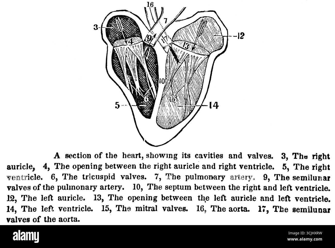 Anatomie der Zirkusorgane, Abschnitt des Herzens mit seinen Hohlräumen und Klappen, historische Illustration 1858 Stockfoto