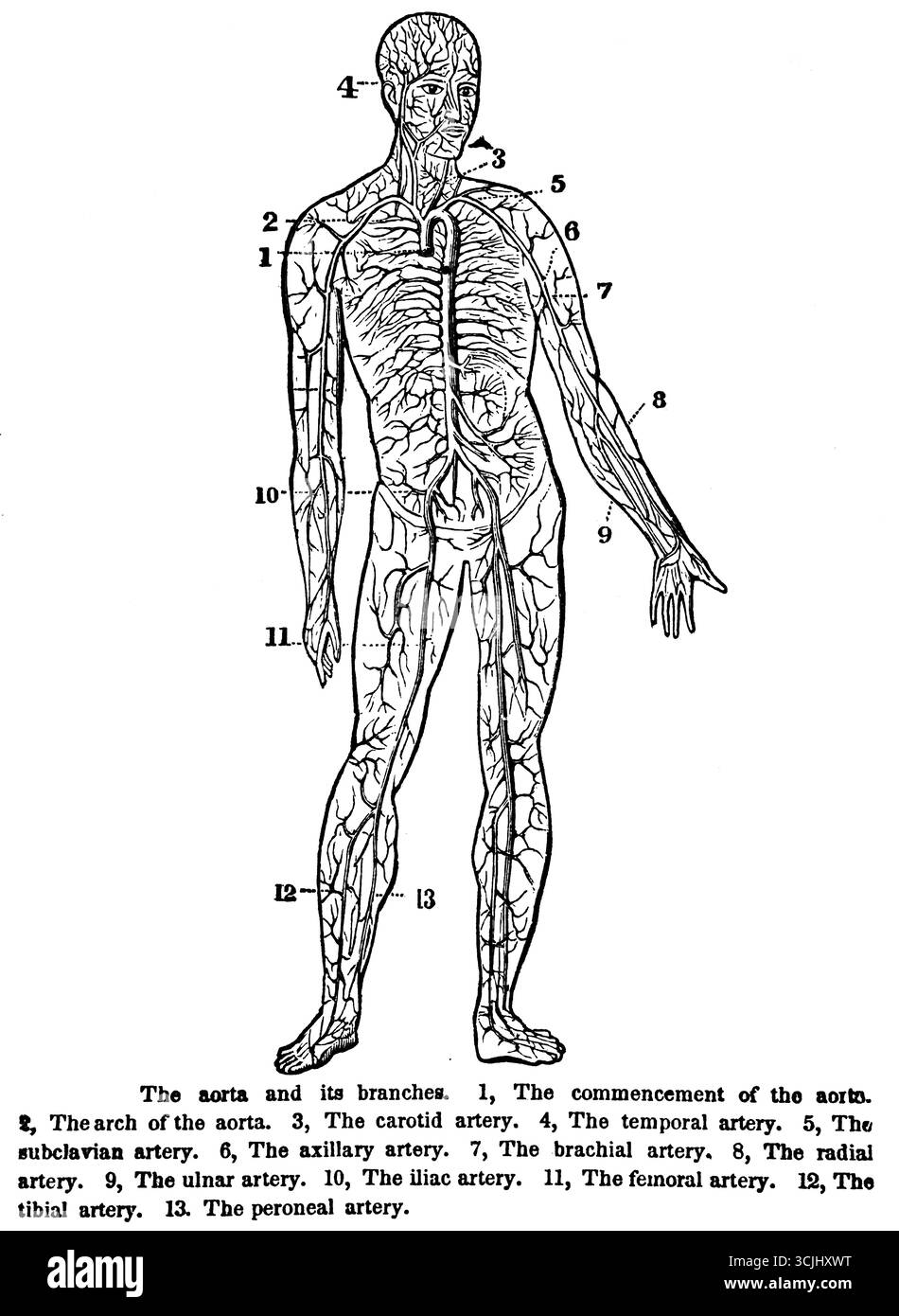Anatomie, Physiologie der Kreislauforgane, der Aorta und ihrer Äste, historische Darstellung 1858 Stockfoto