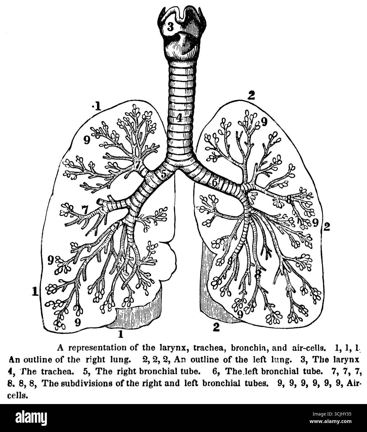 Anatomie der Atmungsorgane, Darstellung von Kehlkopf, Trachen und Luftzellen, historische Darstellung 1858 Stockfoto Anatomie der Atmungsorgane, Darstellung von Kehlkopf, Trachen und Luftzellen, historische Darstellung 1858 Stockfoto