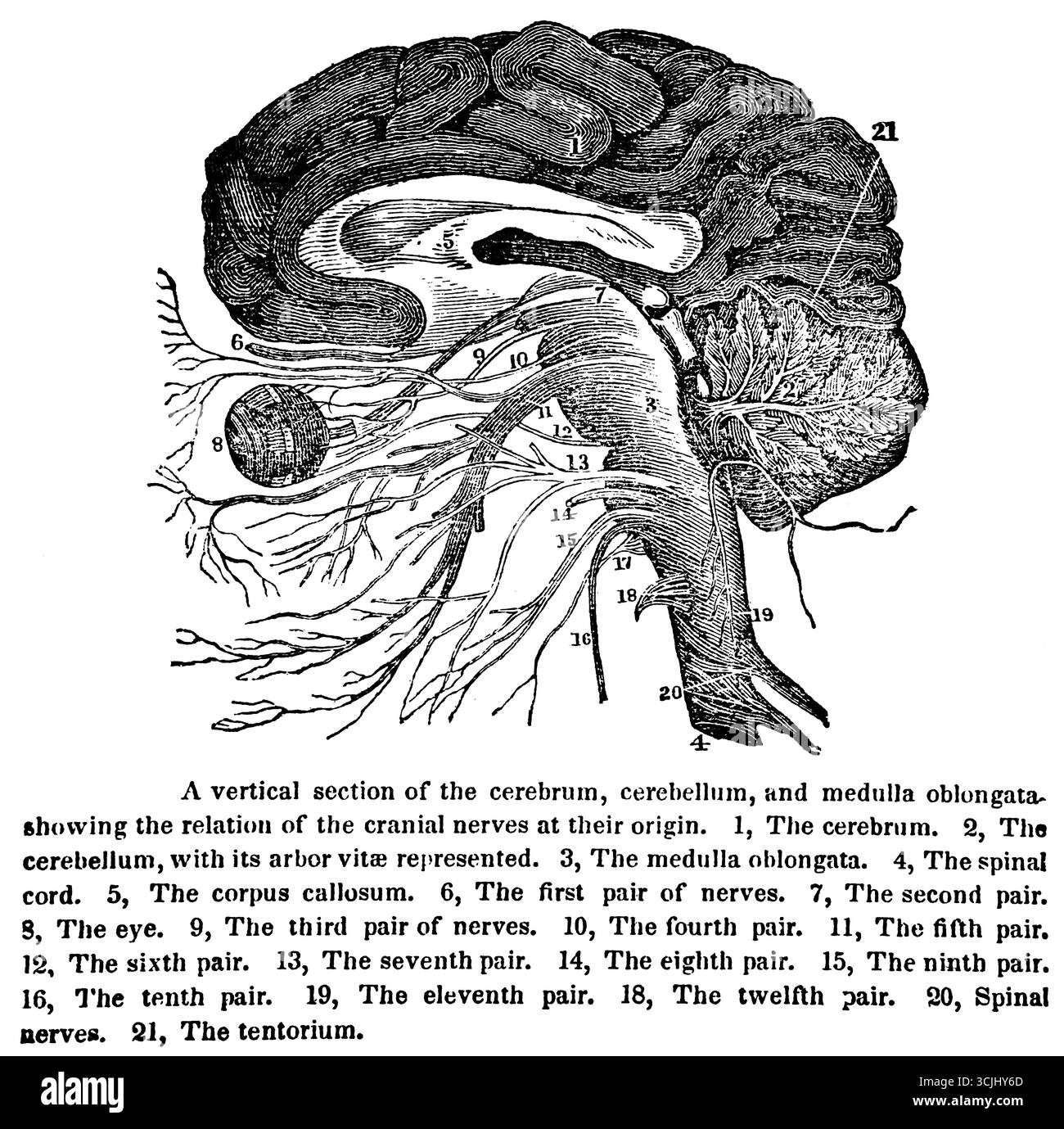 Anatomie des Nervensystems, vertikaler Schnitt von Cerebrum, Cerebellum und Medulla oblongata, historische Darstellung 1858 Stockfoto