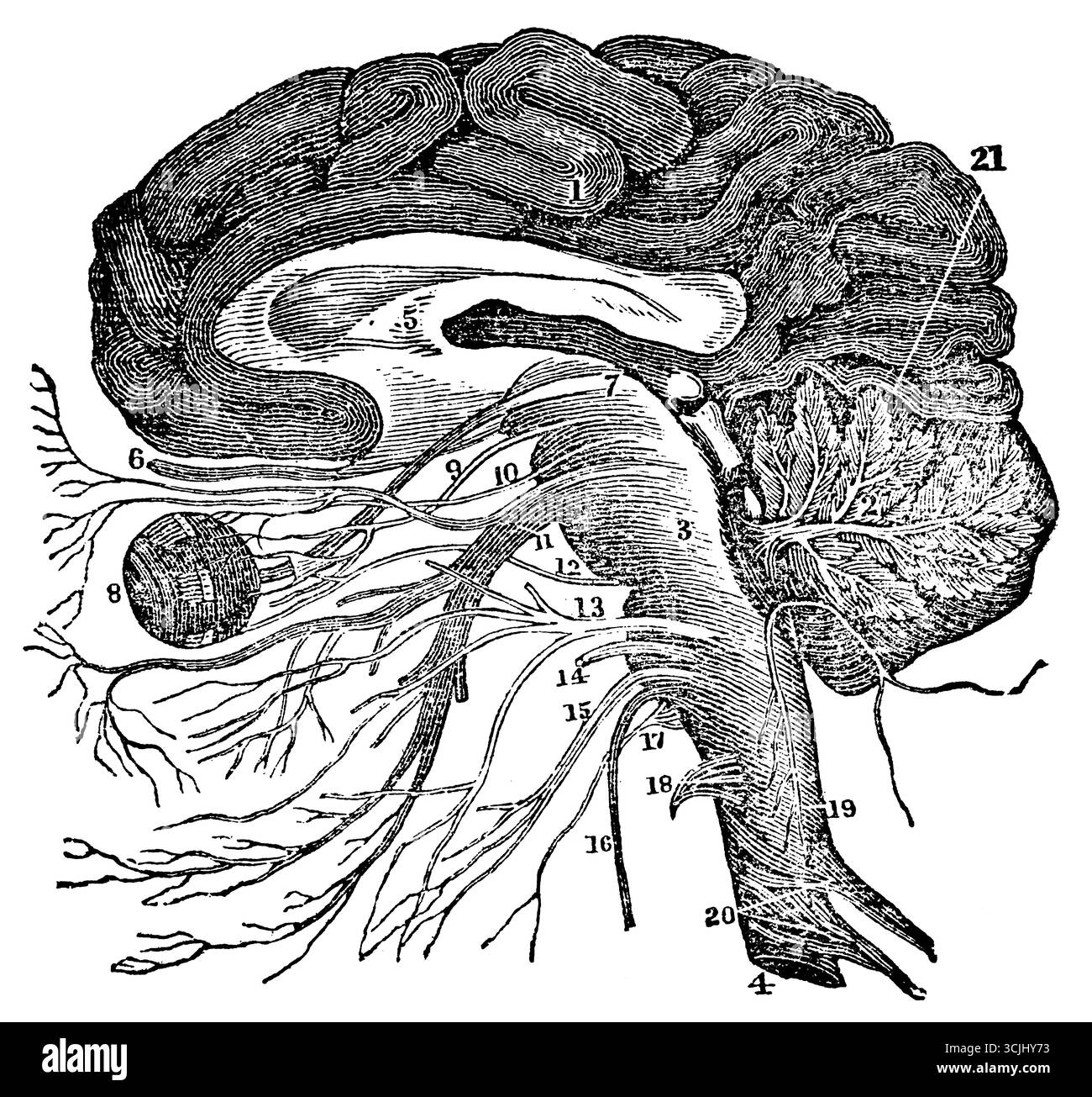 Physiologie des Nervensystems, vertikaler Schnitt des Cerebrum (1), Kleinhirn (2) und Medulla oblongata (3), historische Darstellung 1858 Stockfoto