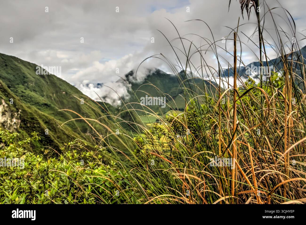 Nahaufnahme einheimischer Hochlandgräser, die an den Hängen des Vulkankraters Pululahua wachsen, Teil des Ökosystems páramo der Anden mit seiner Widerstandsfähigkeit Stockfoto