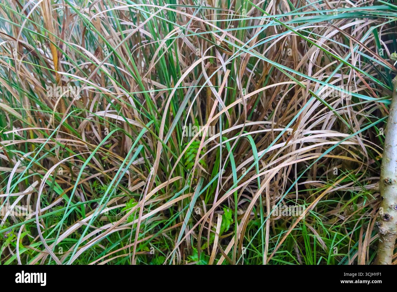 Nahaufnahme einheimischer Hochlandgräser, die an den Hängen des Vulkankraters Pululahua wachsen, Teil des Ökosystems páramo der Anden mit seiner Widerstandsfähigkeit Stockfoto