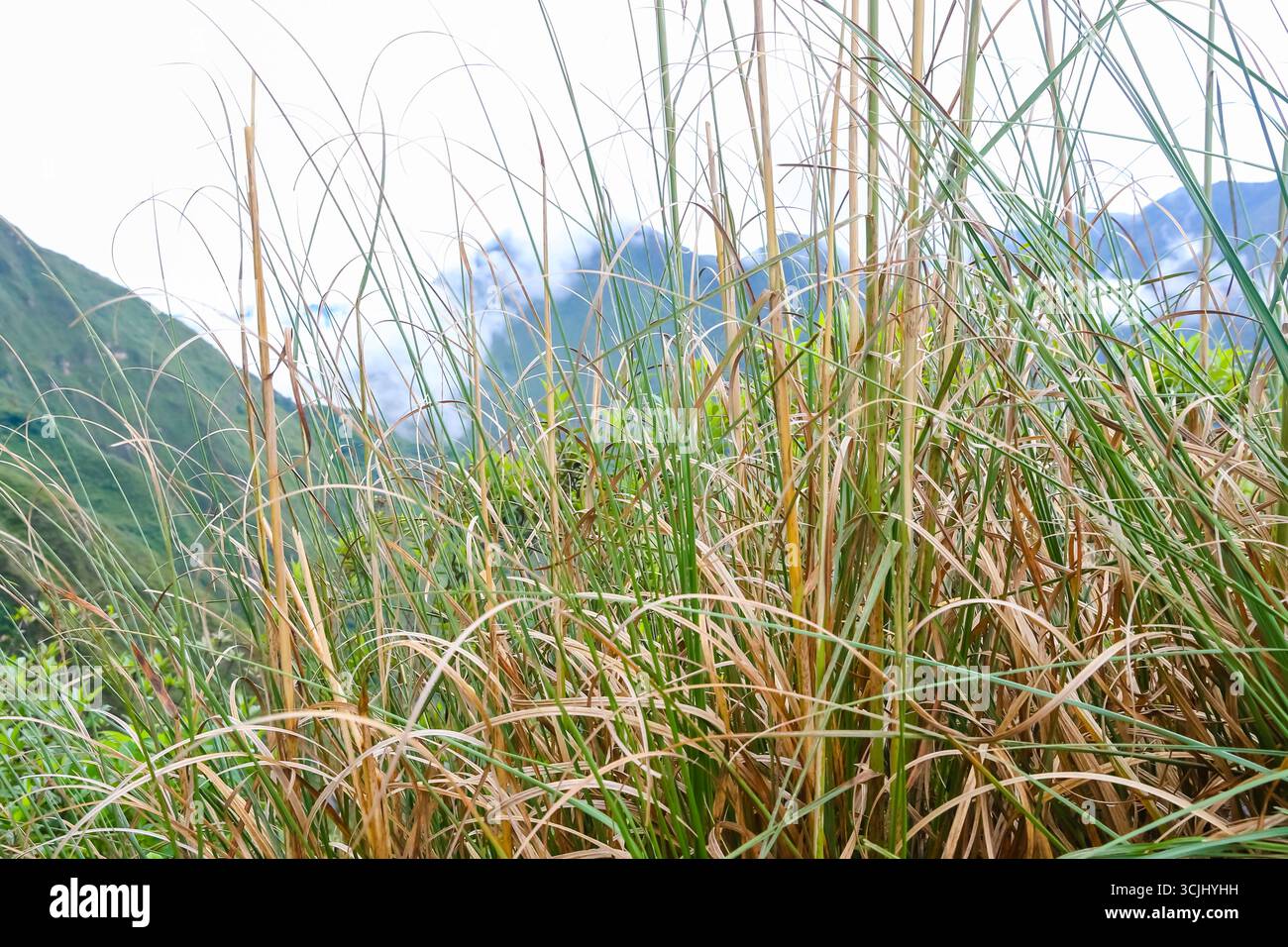 Nahaufnahme einheimischer Hochlandgräser, die an den Hängen des Vulkankraters Pululahua wachsen, Teil des Ökosystems páramo der Anden mit seiner Widerstandsfähigkeit Stockfoto