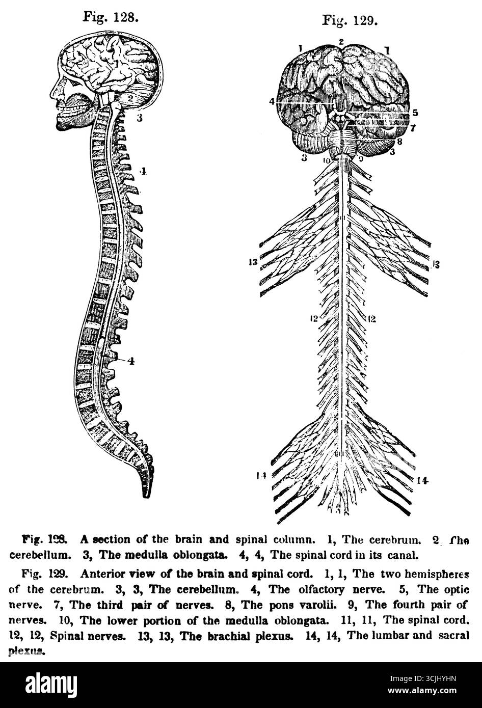 Physiologie des Nervensystems, ein Abschnitt des Gehirns und der Wirbelsäule, Vorderansicht des Gehirns und des Rückenmarks, historische Illustration 1858 Stockfoto