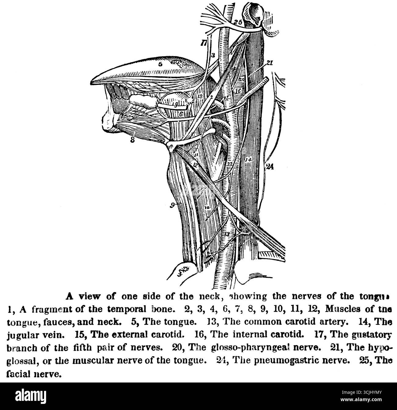 Anatomie, Physiologie der Nerven, Ansicht einer Seite des Halses mit den Nerven der Zunge, historische Illustration 1858 Stockfoto