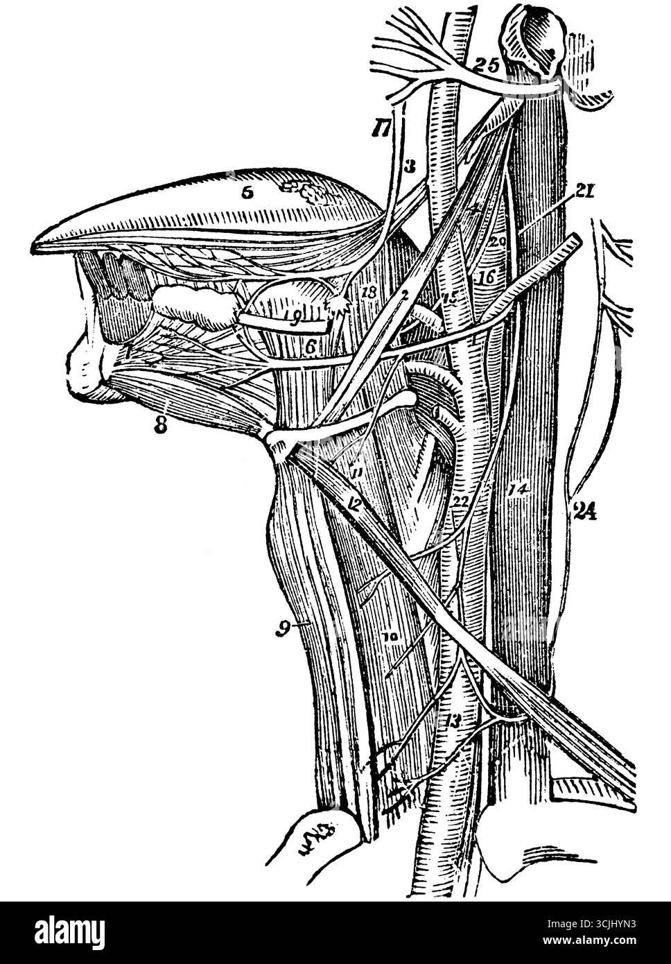 Anatomie, Physiologie der Nerven, Ansicht einer Seite des Halses mit den Nerven der Zunge, historische Illustration 1858 Stockfoto