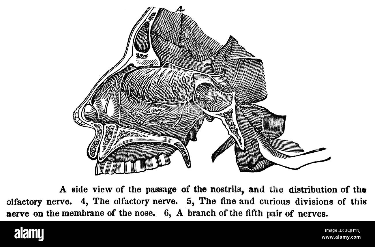Anatomie der Riechorgane, Seitenansicht des Nasendurchgangs und Verteilung des Nervus oilfactoy, historische Darstellung 1858 Stockfoto