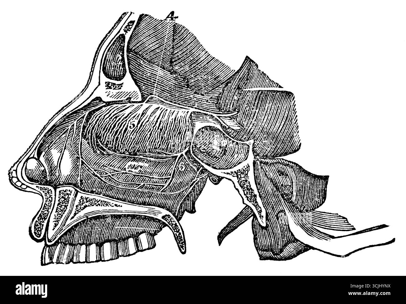 Anatomie der Riechorgane, Seitenansicht des Nasendurchgangs und Verteilung des Nervus oilfactoy, historische Darstellung 1858 Stockfoto