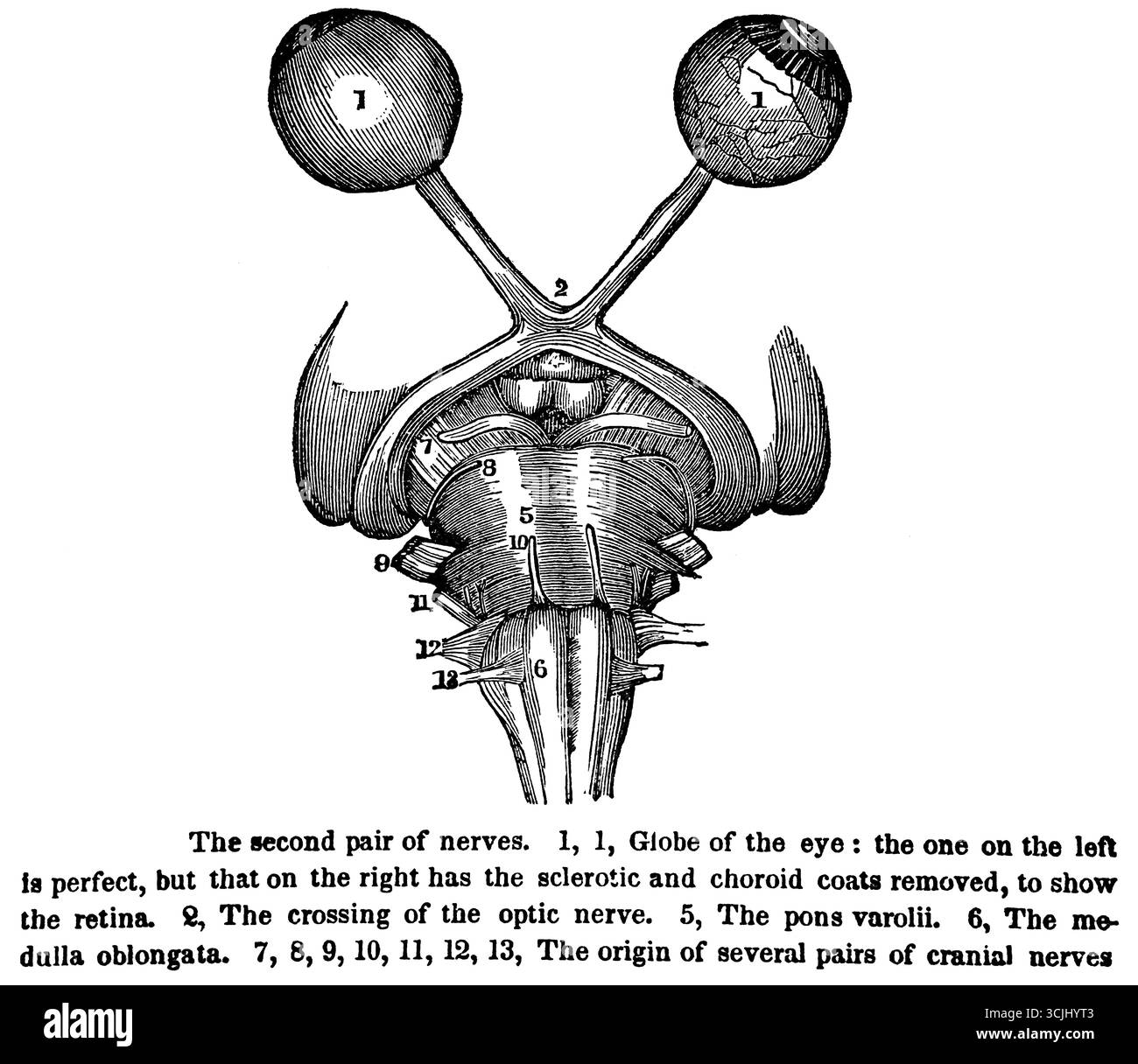 Anatomie der Sehorgane, der Augen, historische Illustration 1858 Stockfoto