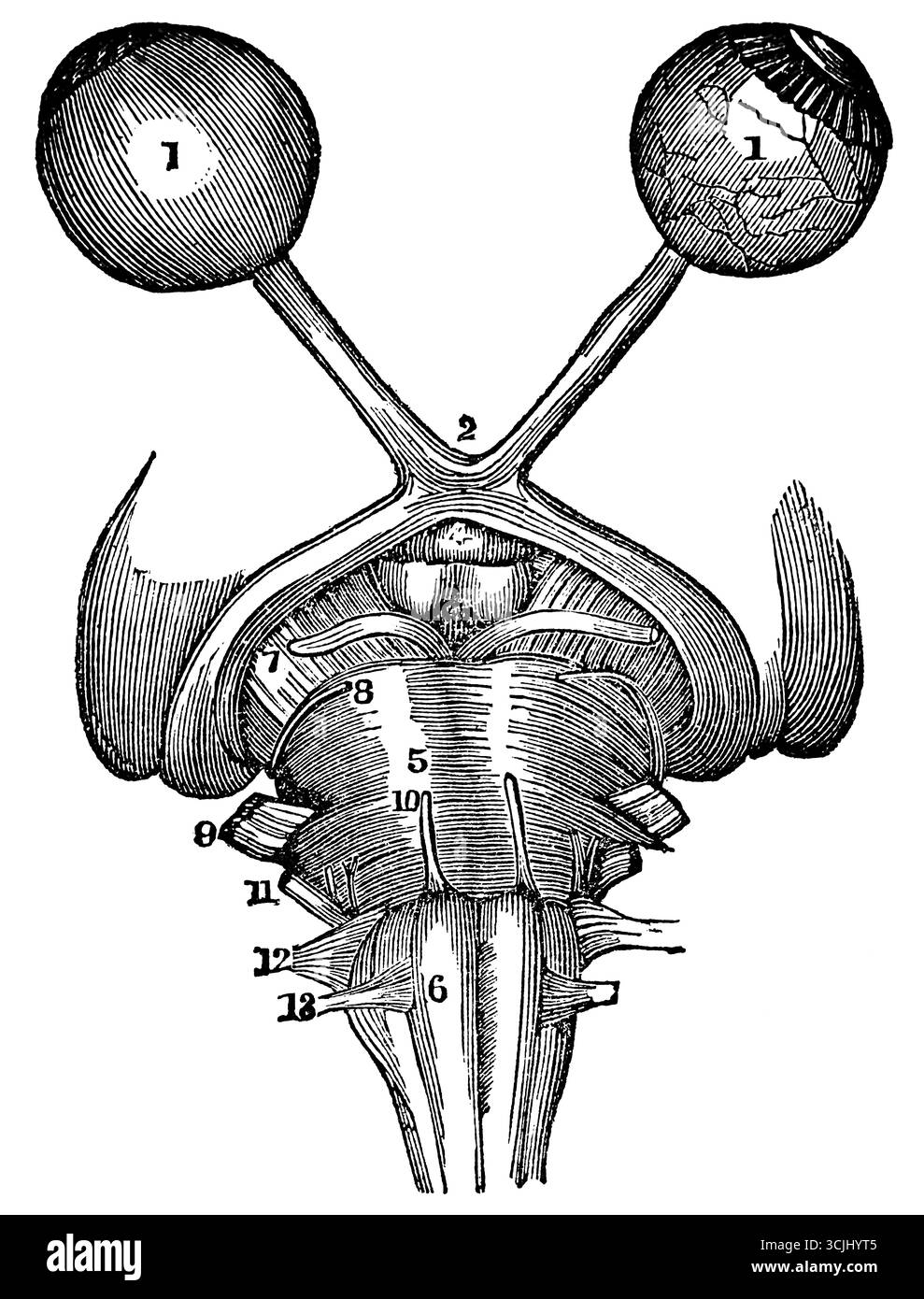 Anatomie der Sehorgane, der Augen, historische Illustration 1858 Stockfoto