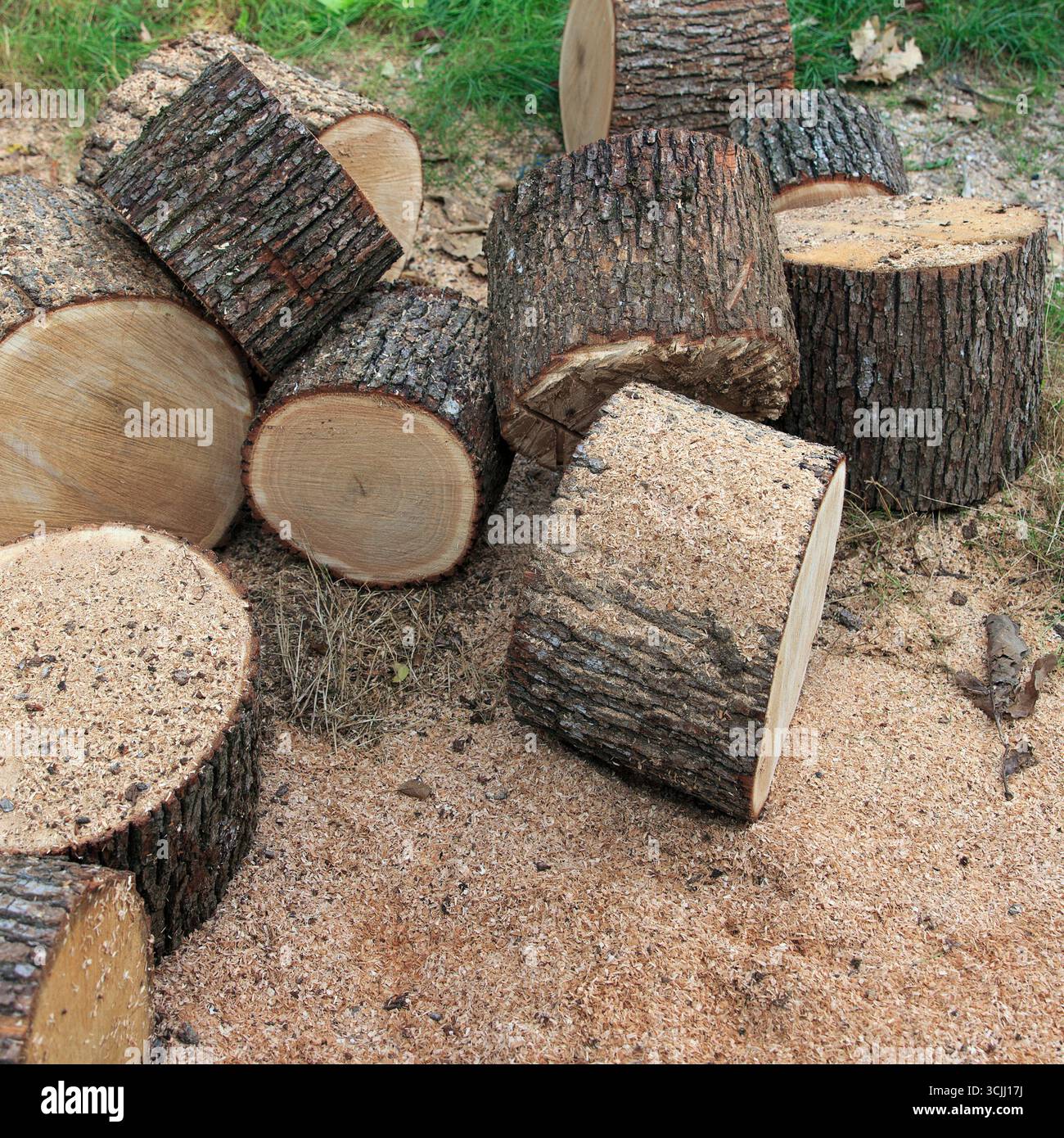Schneiden Sie Baumstämme auf dem Boden, umgeben von Gras und Sägemehl. Baumstämme variieren in Größe und Form und zeigen die natürliche Textur des Holzes Stockfoto