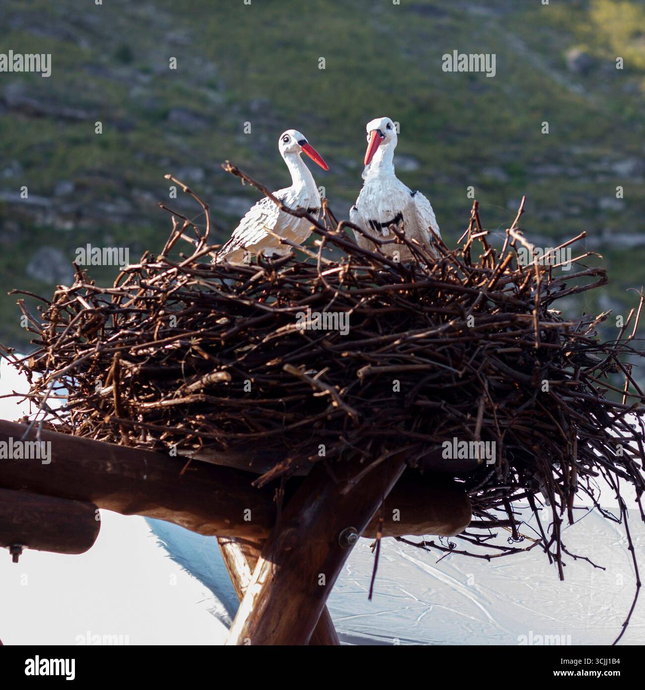 Zwei Störche in Nestern auf einer Holzkonstruktion. Hintergrund: Felsiges Gelände und ein Zelt. Die Szene fängt Natur und Tierwelt, Landschaft ein Stockfoto