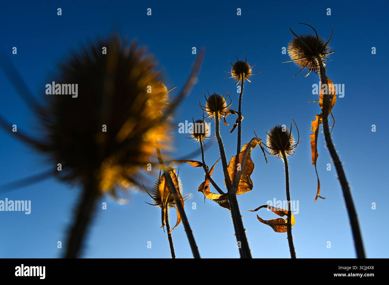 Dorndistel oder Globus Disteln mit Stacheln, ein Unkraut auf der natürlichen Wiese, auch bekannt als Echinops Pflanze, mit blauem Himmel am frühen Morgen. Stockfoto