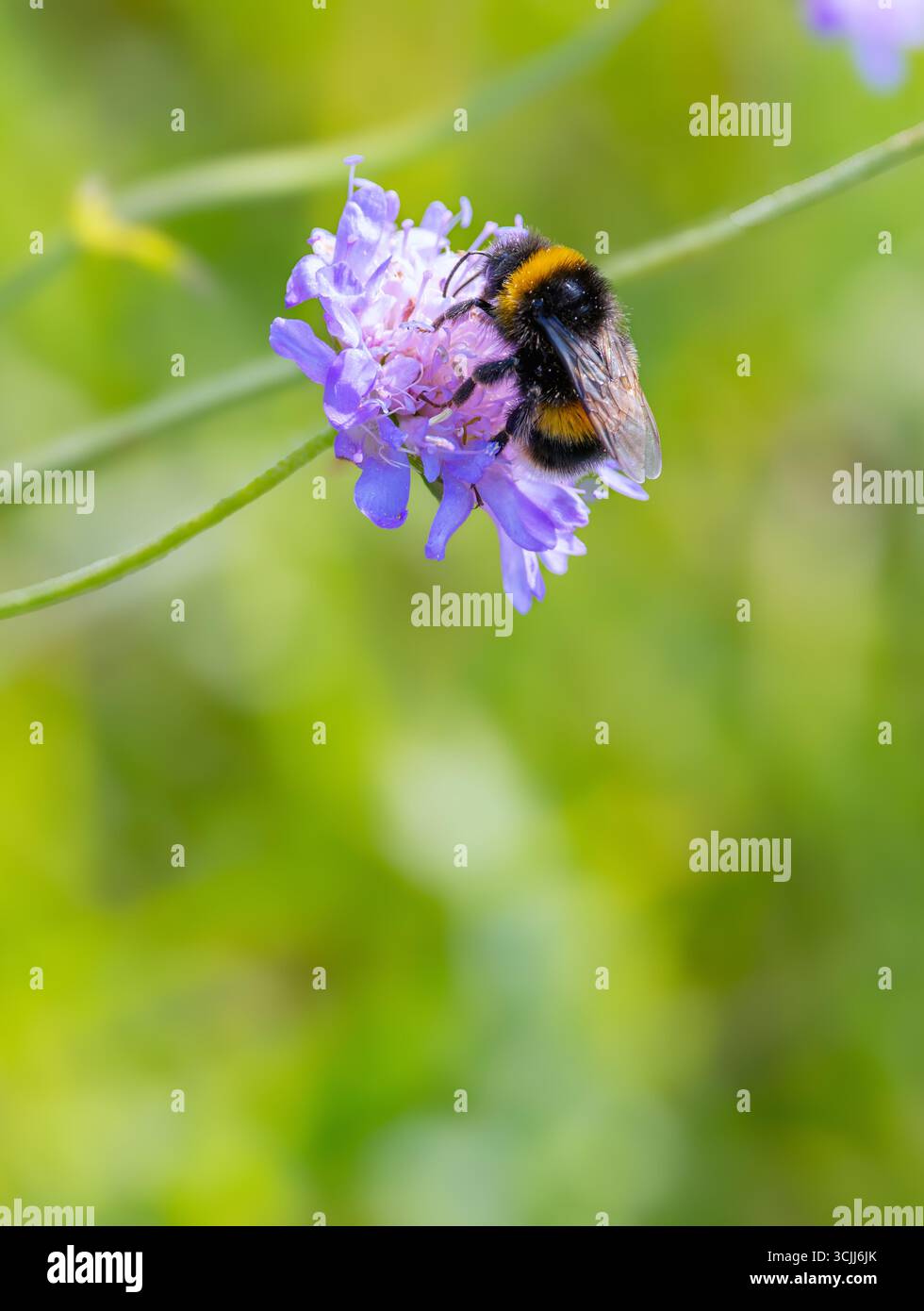 „Weißschwanzhummel“ „Bombus lucorum“, die sich von Nektar der blauen „Scabious“-Blüte ernährt, auch „Field scabious“, blüht auf wilden Sommerwiesen. Irland Stockfoto