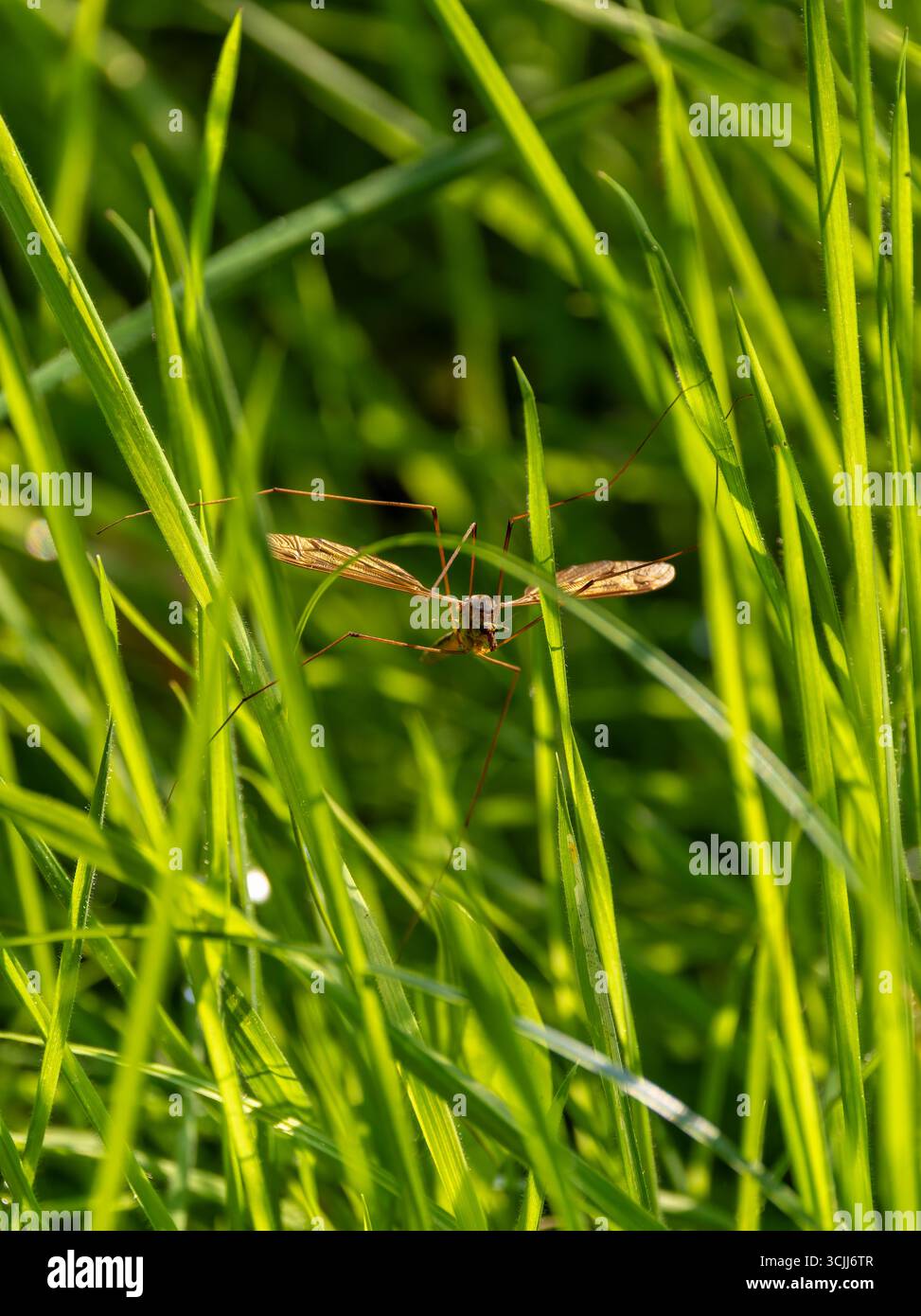 Grashüpfer- oder Grillen-Insekten auf grünen Grashalmen mit ausgestreckten Flügeln. Wicklow, Irland Stockfoto