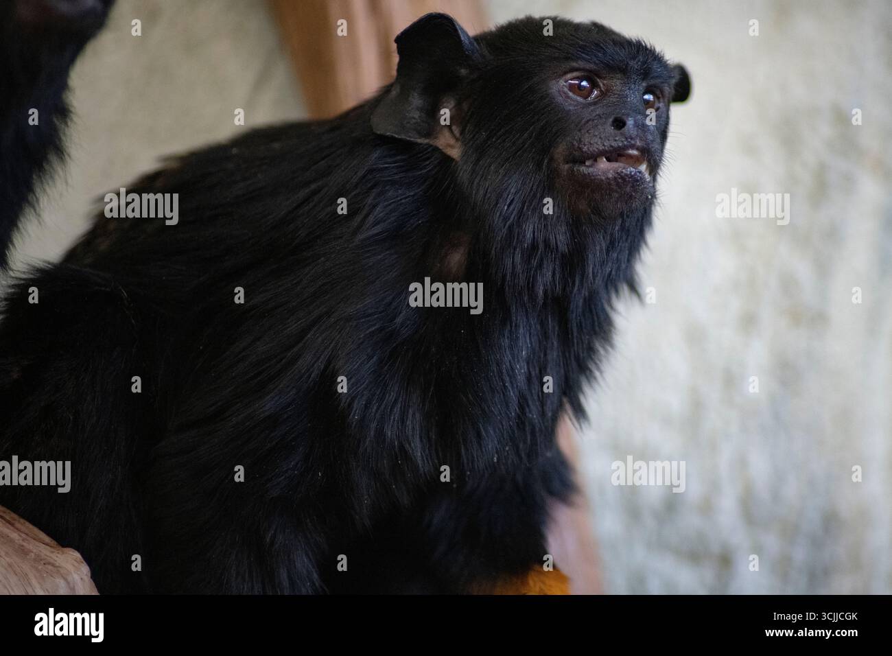 Das Tamarin mit goldener Hand (Saguinus midas), auch bekannt als Tamarin mit roter Hand oder Midas Tamarin. Stockfoto
