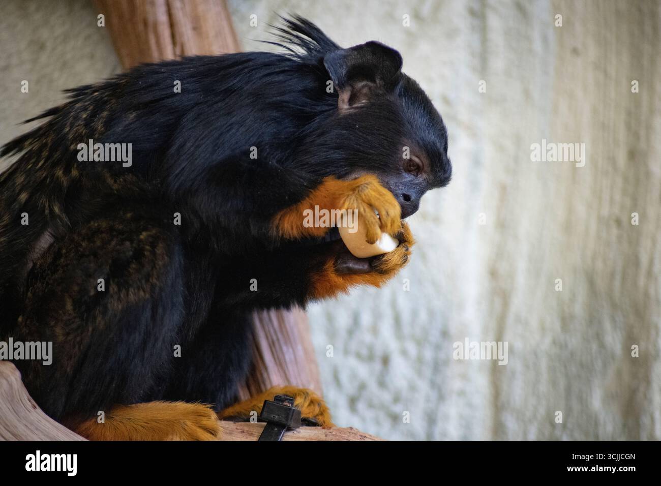 Das Tamarin mit goldener Hand (Saguinus midas), auch bekannt als Tamarin mit roter Hand oder Midas Tamarin. Stockfoto