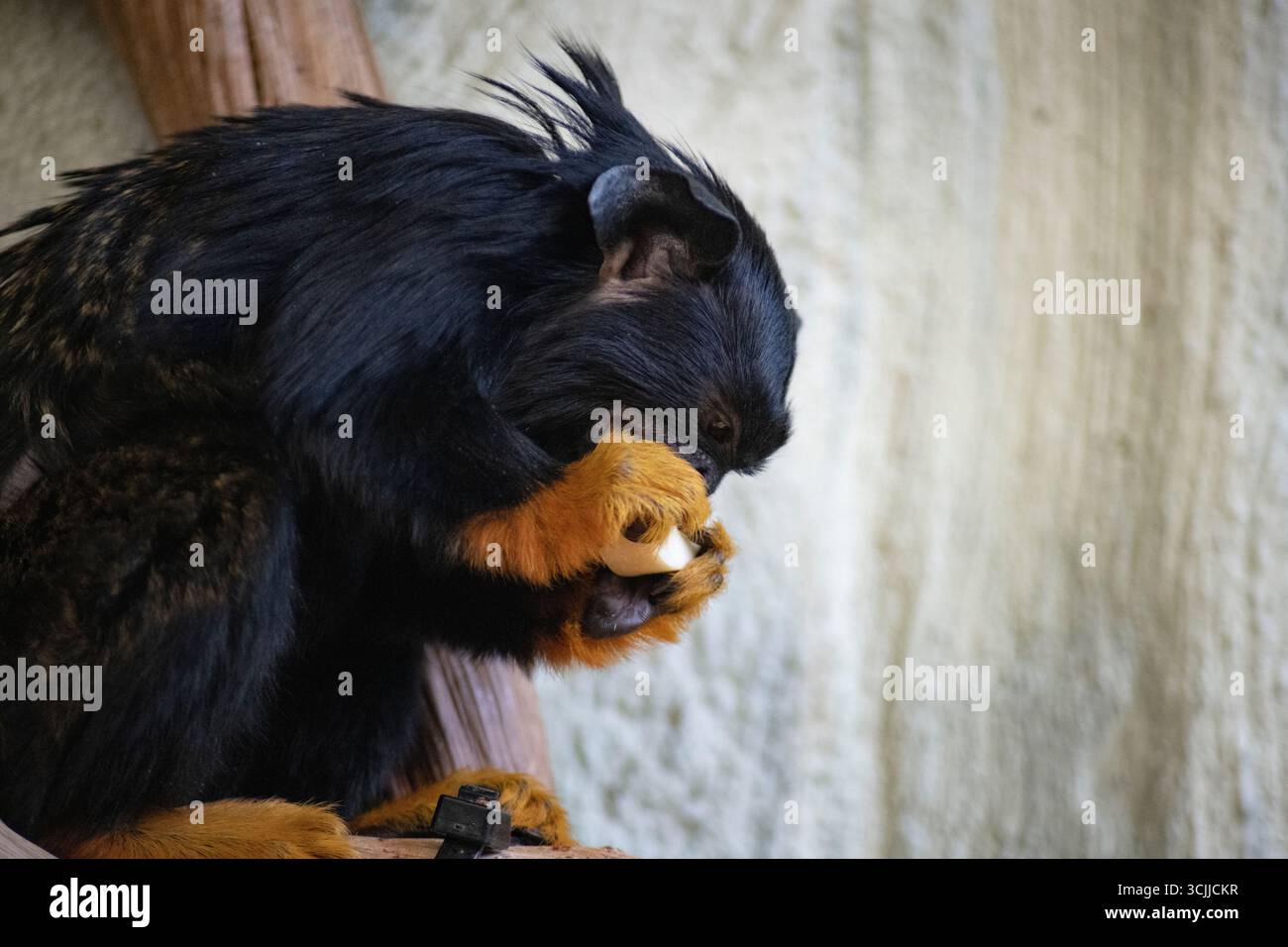Das Tamarin mit goldener Hand (Saguinus midas), auch bekannt als Tamarin mit roter Hand oder Midas Tamarin. Stockfoto
