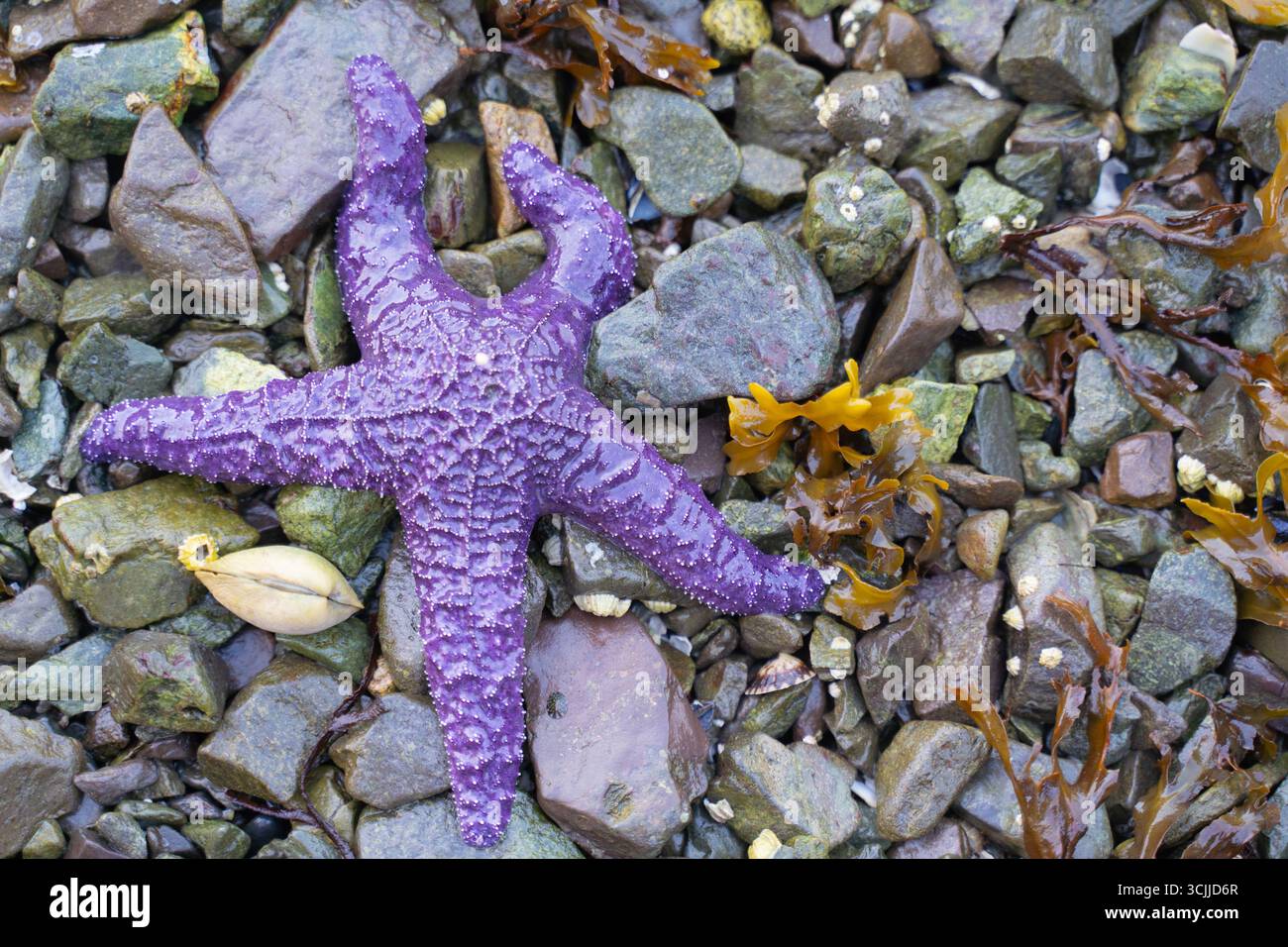 Purple Sea Star (Pisaster ochraceus), gefunden am felsigen Strand bei Ebbe auf Vancouver Island, British Columbia, Kanada Stockfoto