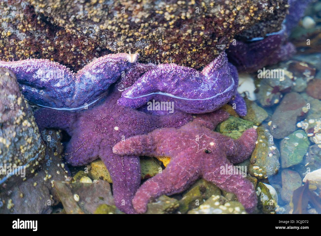 Purple Sea Stars (Pisaster ochraceus) findet man am felsigen Strand bei Ebbe auf Vancouver Island, British Columbia, Kanada Stockfoto