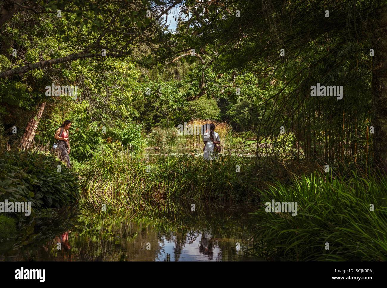 Üppige Vegetation und Natur in den Longford Park Water Gardens am Leckford Estate in Hampshire, England, Großbritannien Stockfoto