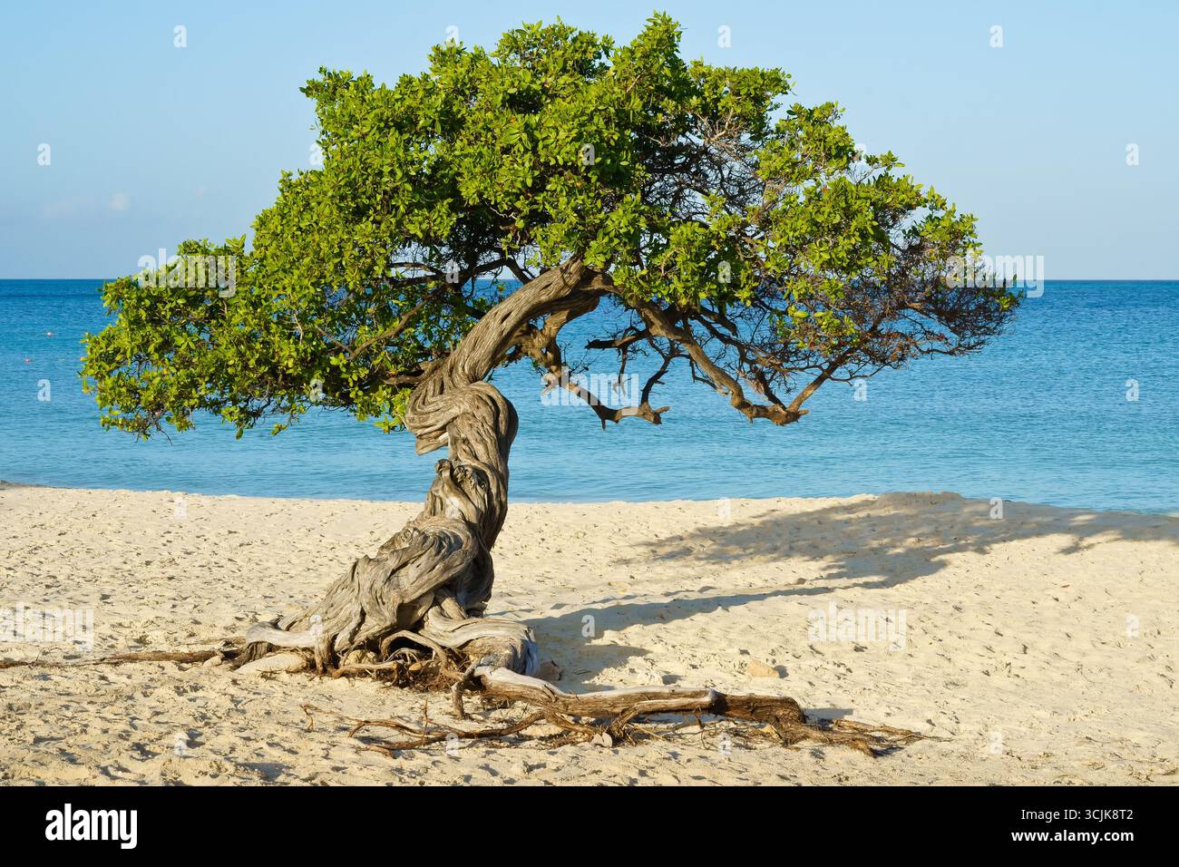 Fofoti-Baum am Eagle Beach Aruba Stockfoto