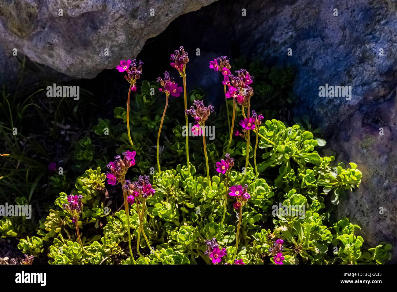 Sierra Primrose, Primula suffrutescens, entlang des Iceberg Lake Trail in Ansel Adams Wilderness, Inyo National Forest, Kalifornien, USA Stockfoto