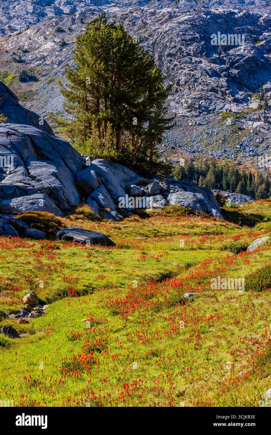 Indian Paintbrush, Castilleja spp., entlang des Iceberg Lake Trail in Ansel Adams Wilderness, Inyo National Forest, Kalifornien, USA Stockfoto