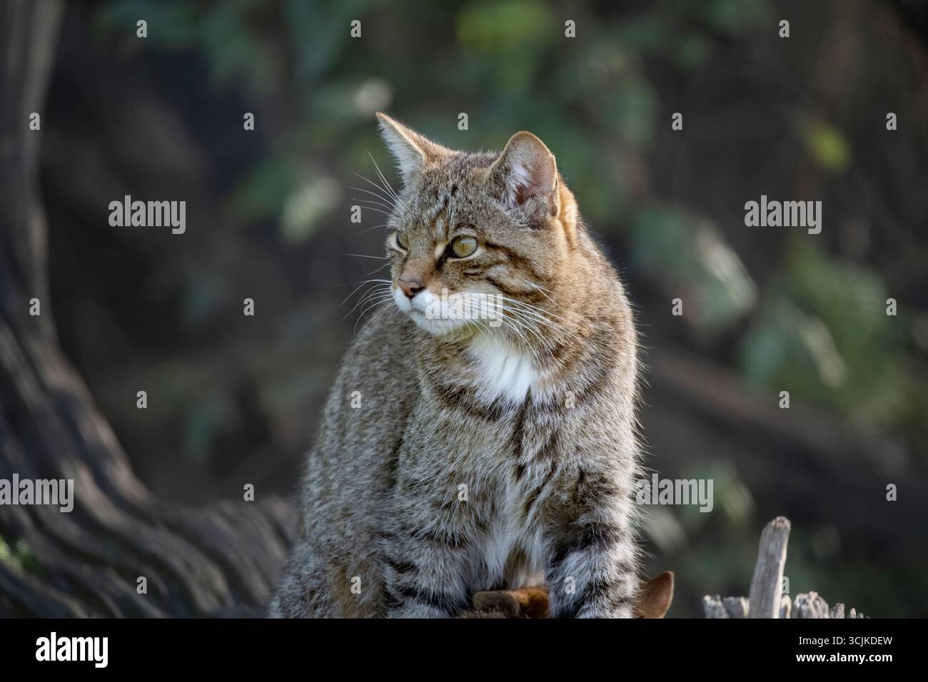 Die schottische Wildkatze (Felis silvestris silvestris), eine europäische Wildkatze, die einst in Großbritannien weit verbreitet war. Stockfoto