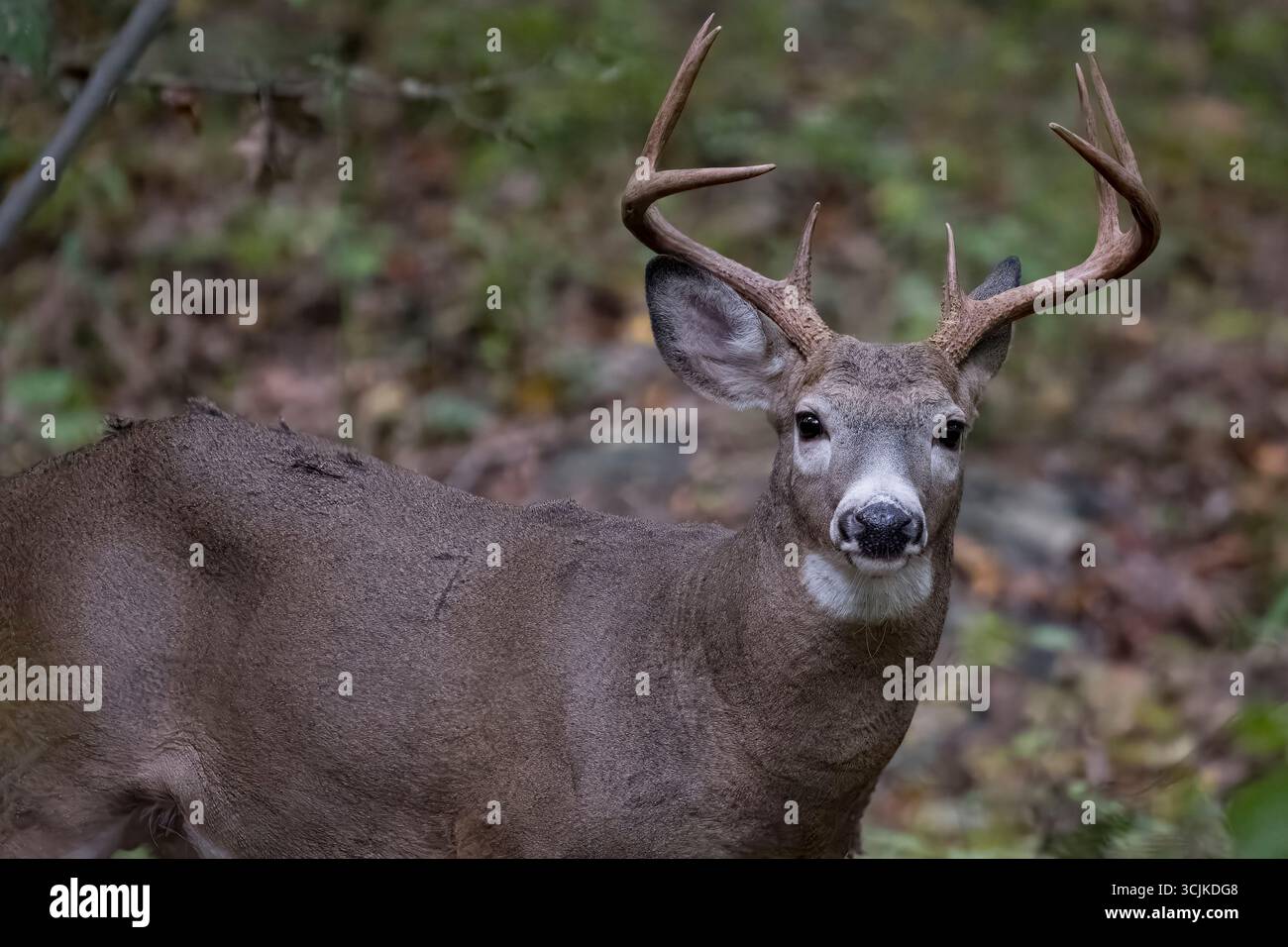 Der Weißwedelhirsch (Odocoileus virginianus), auch bekannt als Weißwedelhirsch und Virginia-Hirsch. Stockfoto