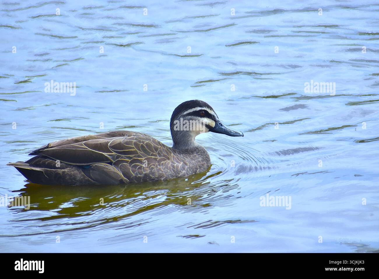 Entengleiten auf ruhigem Wasser Stockfoto