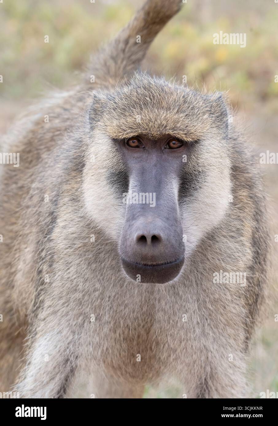 Gelber Pavian (Papio cynocephalus) aus nächster Nähe, Amboseli Nationalpark, Kenia Stockfoto