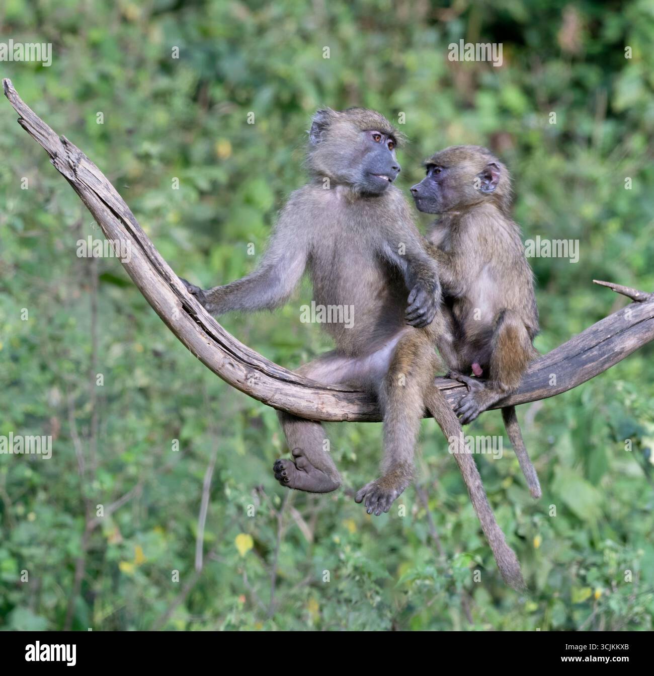 Olivenpavion (Papio anubis) Babys spielen im Nakuru National Park, Kenia Stockfoto